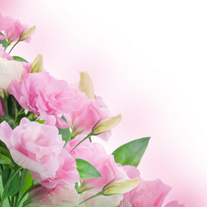束粉色的玫瑰，花背景