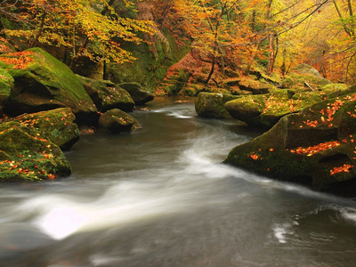 秋天的山区河流的水低的水平，覆盖着五颜六色的树叶从枫树，山毛榉或白杨树，湿叶子反射清新的绿色青苔的石头和石块在河边