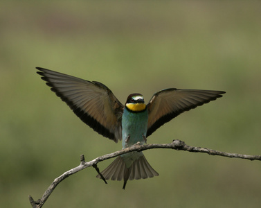 欧洲食蜂鸟，merops apiaster