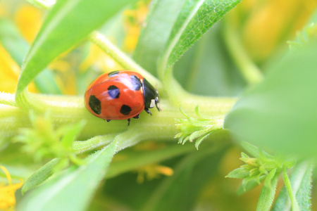 七斑瓢虫或七星瓢虫 (七星瓢虫) 在日本照片