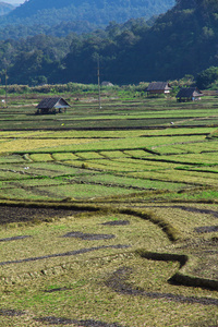 农村水田