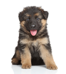 快乐的德国牧羊犬小狗图片