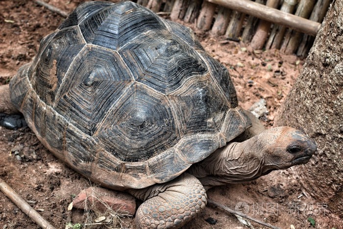 上海动物园怎么走_古代动物走过的脚印和天旱时候泥土_飞岩走壁说的是什么动物