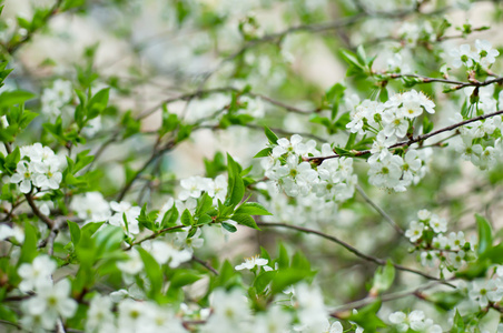 樱桃花