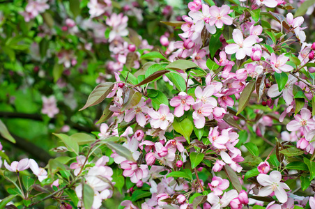 苹果树花