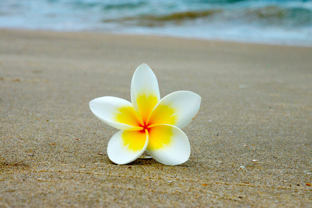 在沙滩上的白色和黄色素馨花