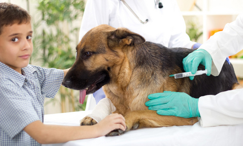 兽医正在给德国牧羊犬的疫苗