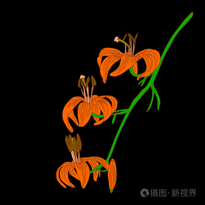 矢量百合花在黑色背景上孤立