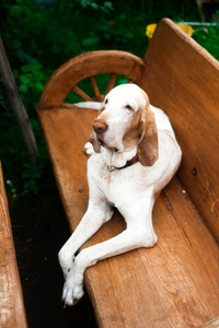 布拉科意大利语狗坐在板凳上图片