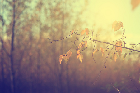 秋天的叶子的老式照片