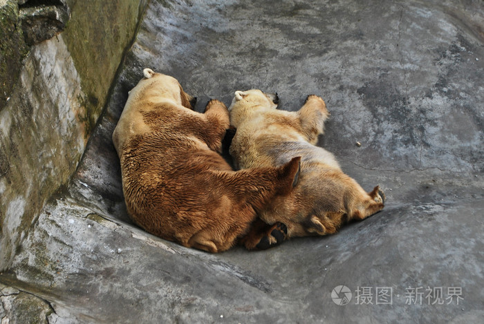 两个可爱的棕色熊睡夹在一起