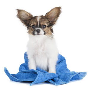 巴比龙的小狗，一条毛巾