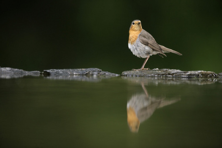 罗宾，erithacus rubecula