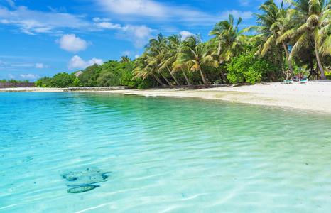 马尔代夫与棕榈 沙滩和海洋