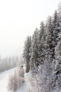 美丽的森林在冬天山