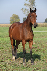 漂亮的棕色马匹站在秋天
