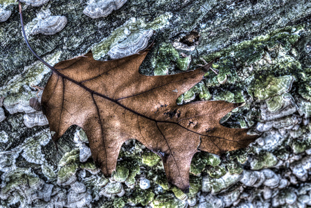 秋季橡树叶图片