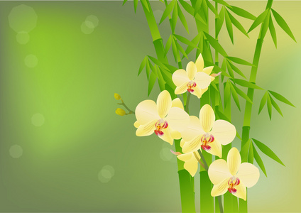竹和黄色的兰花花在绿色背景上