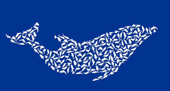 蓝色背景上孤立的复杂海豚