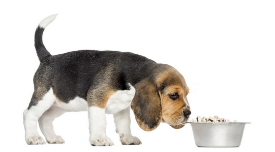 小猎犬小狗站立，嗅闻食物在一个碗里，从侧面看我