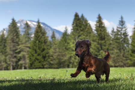 年轻的香肠狗跳入新鲜的绿色草地，与在后面的山