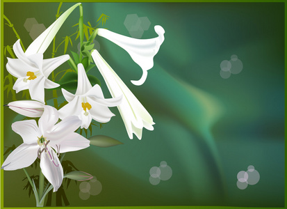 束在绿色背景上的白色的百合鲜花