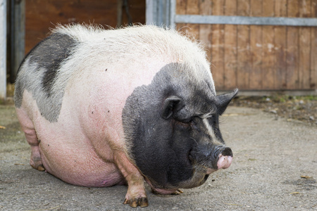 脂肪的粉红色和黑色大肚猪站在农场