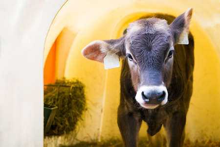 用干草，年幼的婴儿牛看起来他塑料的谷仓