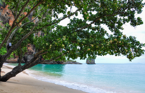 树在沙滩上