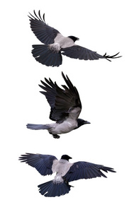 组的三个飞行的灰色乌鸦
