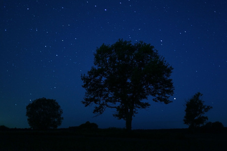 孤独的树的夜晚星星