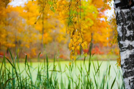 桦木和一个池塘的秋景