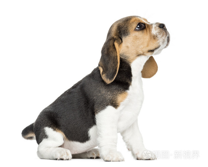 小猎犬小狗坐着,抬头,whi 一个孤立的侧视图
