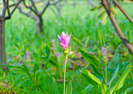 在泰国暹罗郁金香花