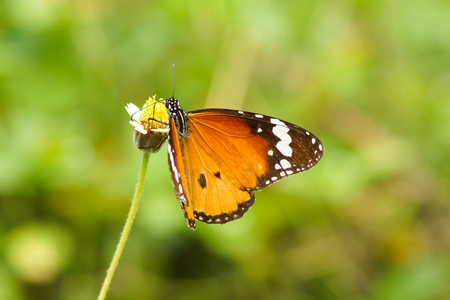 蝴蝶名称上草花，红草蛉虫的。cethosia 责
