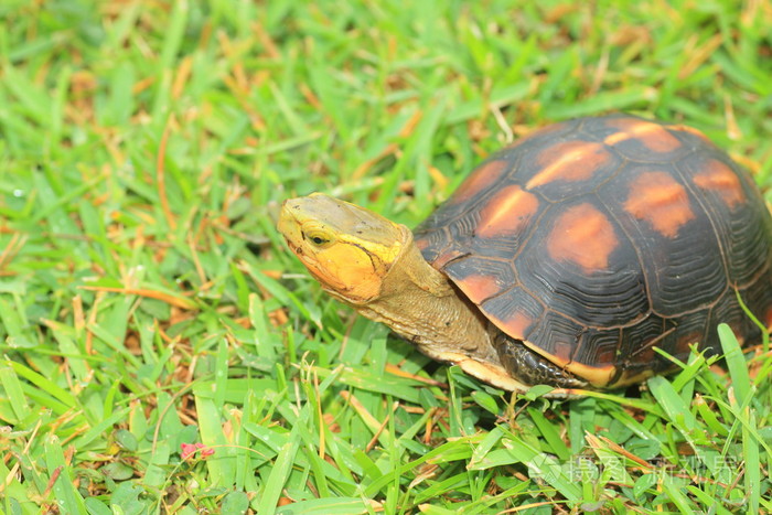 黄缘闭壳龟黄缘闭壳龟evelynae在西表岛日本