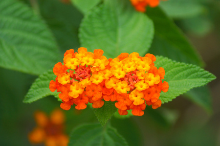 金布的橙色花。 Lantana Camara l