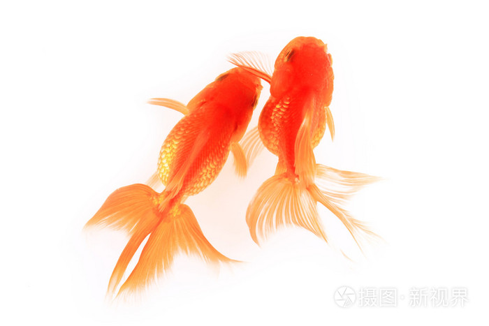 在白色背景中孤立的黄金鱼