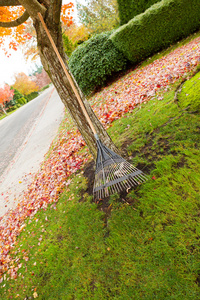 风扇耙子靠在槭树在秋天的季节