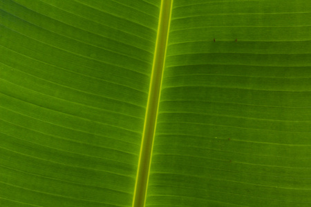 香蕉叶的背景纹理
