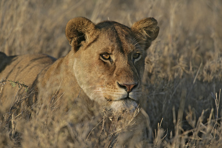 非洲狮 猫科狮子座