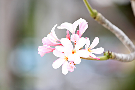 白色素馨花糅和