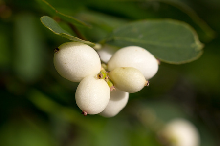 常见的 snowberries