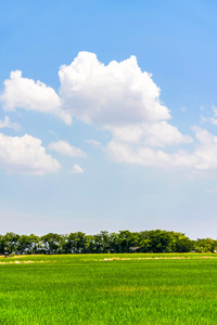 水稻农场与蓝蓝的天空