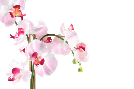 孤立的白色背景上的白色粉色兰花
