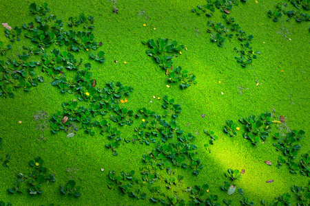 在湖中的绿色蕨