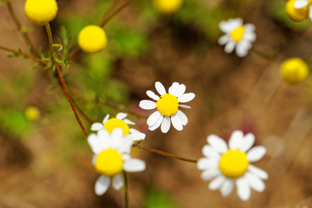 甘菊