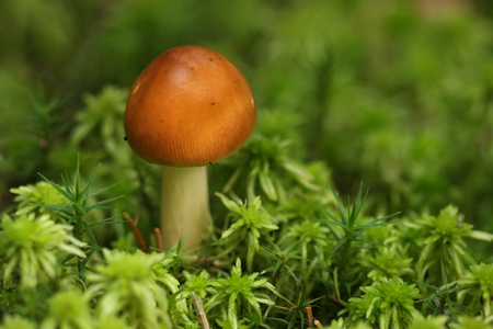 美丽的蘑菇