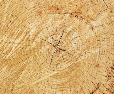 木材纹理切树树干，特写