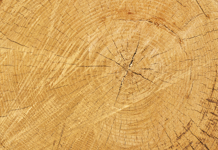 木材纹理切树树干，特写